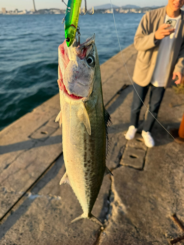 サゴシの釣果