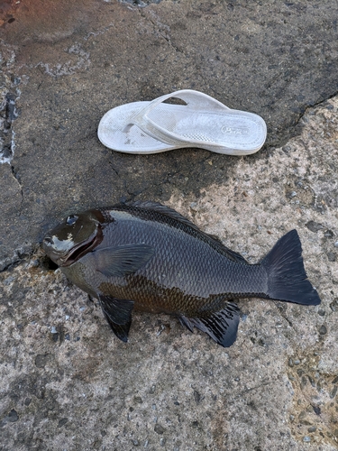 オキナメジナの釣果