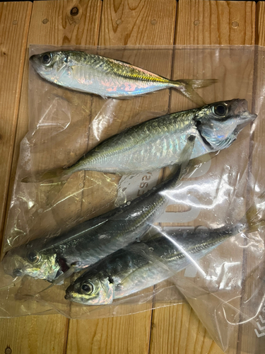 アジの釣果