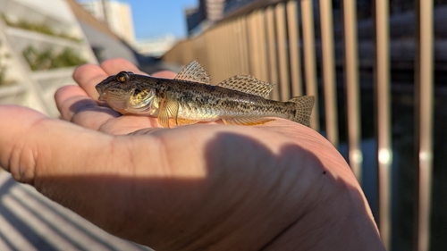 マハゼの釣果