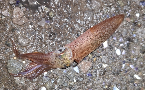 マメイカの釣果