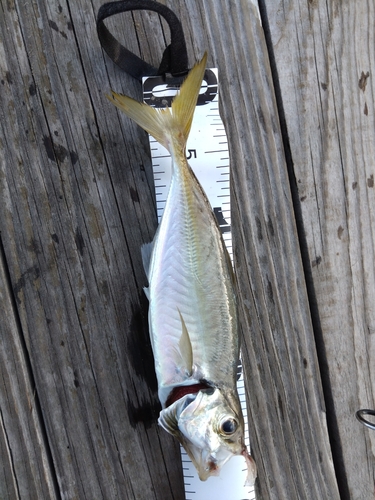 マアジの釣果