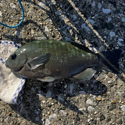 メジナの釣果