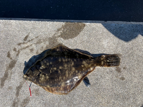 カレイの釣果