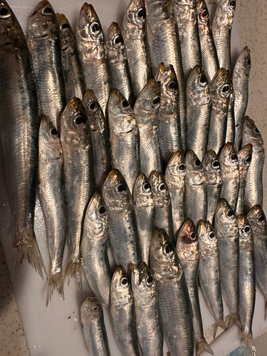 イワシの釣果