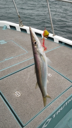 カマスの釣果