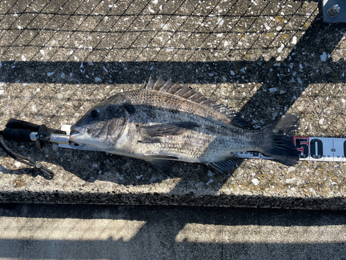 クロダイの釣果