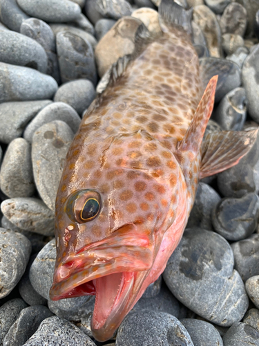 オオモンハタの釣果