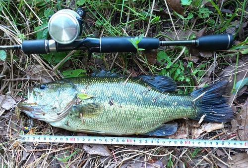 ブラックバスの釣果