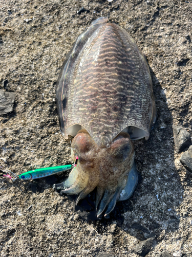 コウイカの釣果