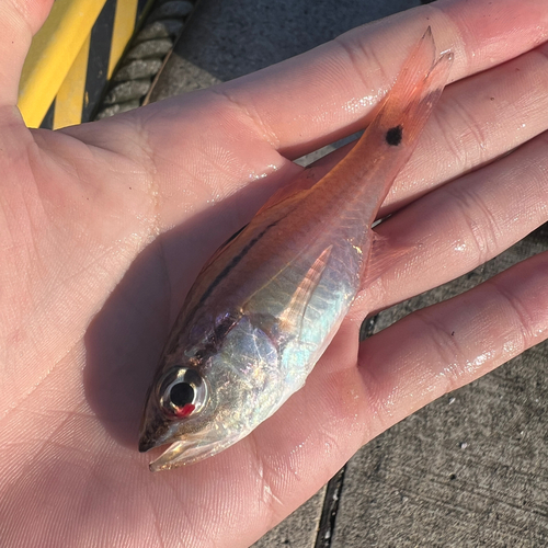 ネンブツダイの釣果