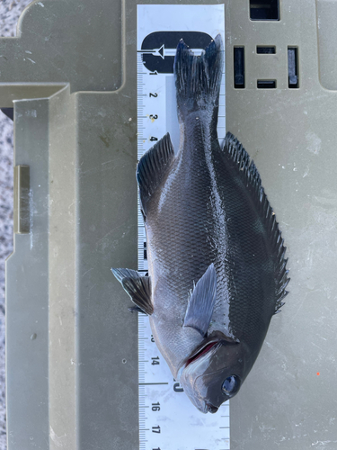 メジナの釣果