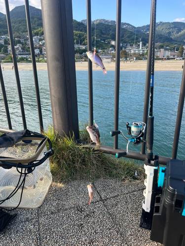 ネンブツダイの釣果