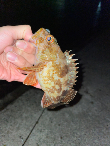 カサゴの釣果