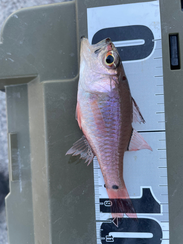 ネンブツダイの釣果