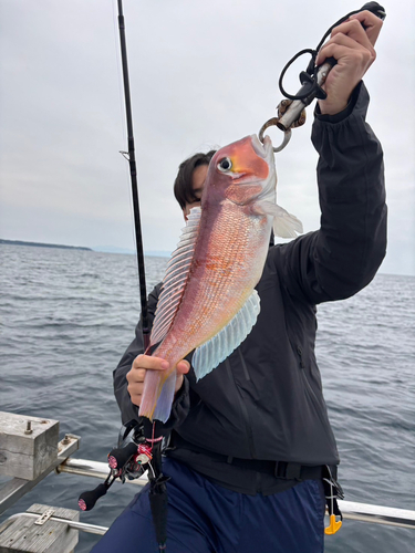 アマダイの釣果