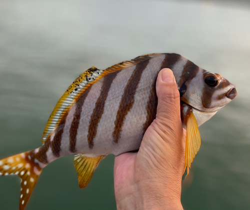 タカノハダイの釣果