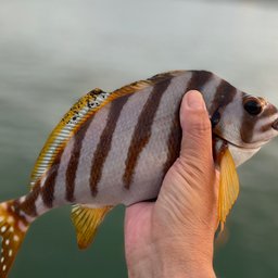 タカノハダイ