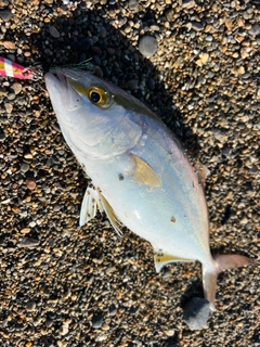 ショゴの釣果