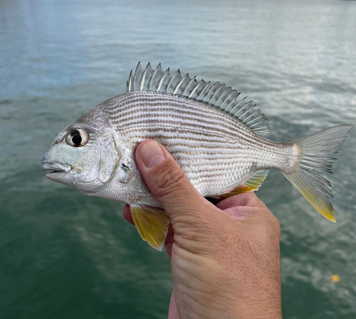 ヘダイの釣果