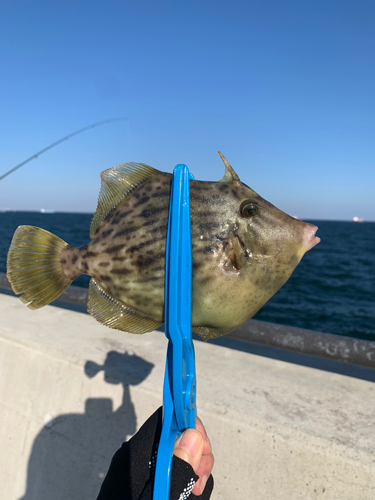 カワハギの釣果