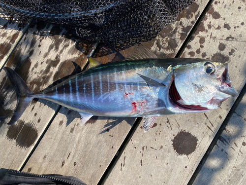 クロマグロの釣果