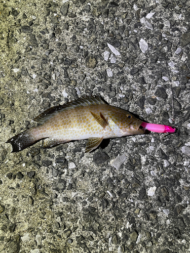 オオモンハタの釣果