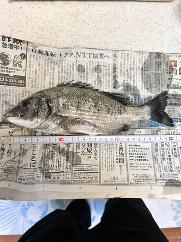 クロダイの釣果