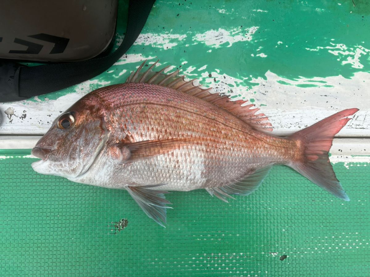 アキ130さんの釣果 2枚目の画像