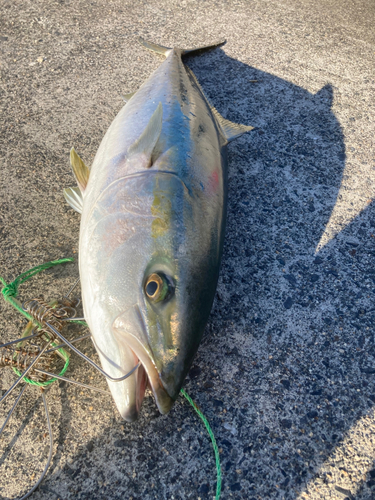 ワラサの釣果