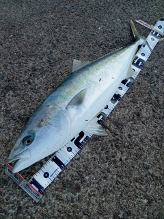 ブリの釣果