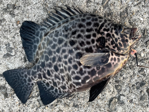 イシガキダイの釣果