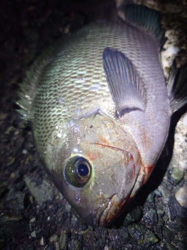 メジナの釣果