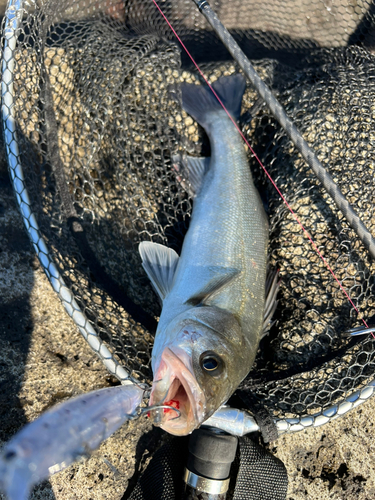 スズキの釣果