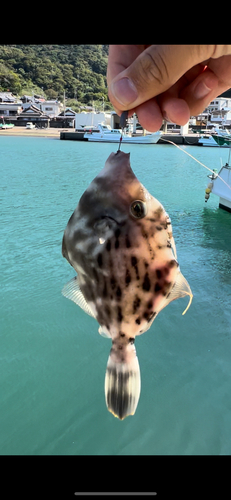 カワハギの釣果