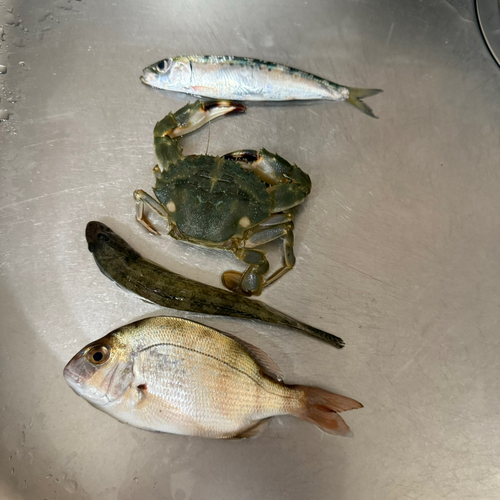 カニの釣果