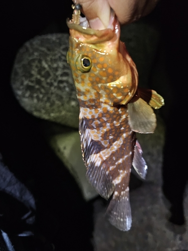 アコウの釣果