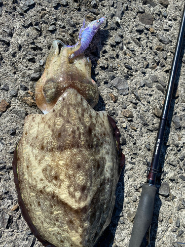 コウイカの釣果