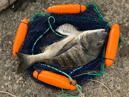 クロダイの釣果