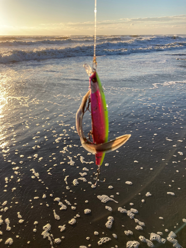 シタビラメの釣果