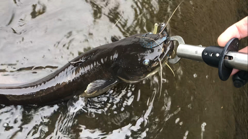 ナマズの釣果