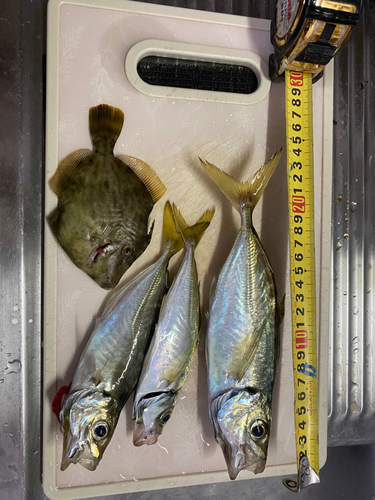 アジの釣果