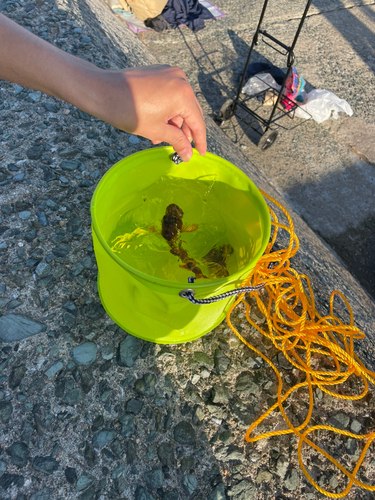 カサゴの釣果