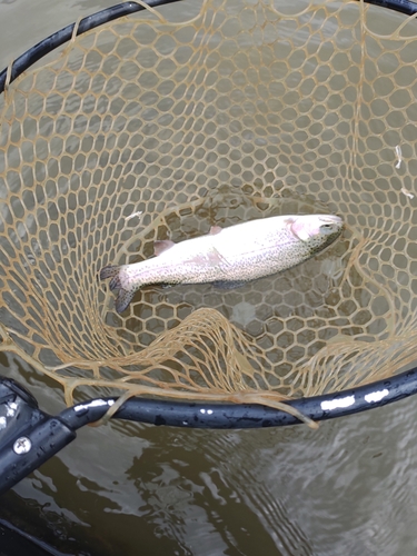 ニジマスの釣果