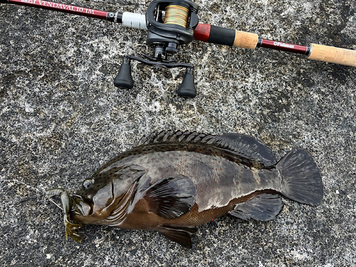 シラヌイハタの釣果