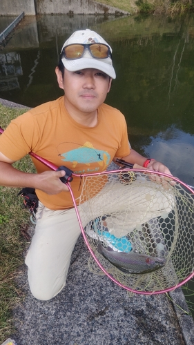 トラウトの釣果