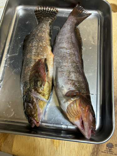 アイナメの釣果