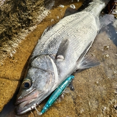 ヒラスズキの釣果