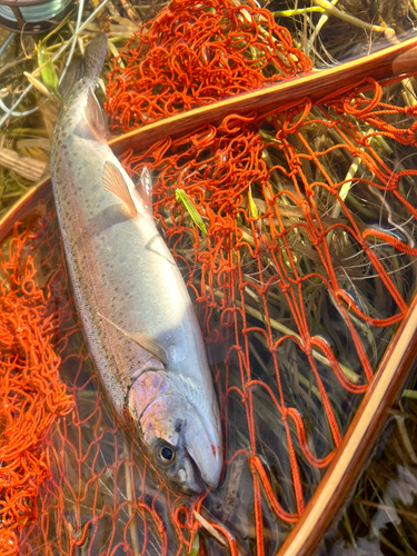 ニジマスの釣果