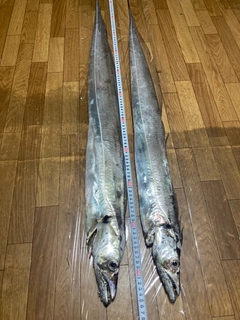 タチウオの釣果